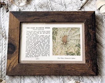 1937 The False Shamrock Spider – 4x6 Framed Vintage 1930's Insect Book Page, Natural History, Antique Art, Scientific Illustration, Curiosit
