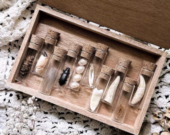 Gorgeous Petite Natural History Collection in Cigar Box, Human Tooth, Pearls, Crab Claw, Insect Wings, Curiosity, Oddity, Altar Decor
