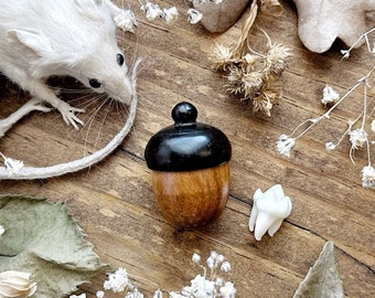 Wooden Acorn Trinket Box with Real Raccoon Tooth, Real Raccoon Teeth, Raccoon Decor, Natural History, Curiosity, Oddity Collection