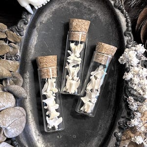 Real Rat Vertebrae Bones in Glass Vial – No. 02, Rat Decor, Rat Gift, Natural History, Curiosity, Oddity, Altar Decor, Unique Gift Idea