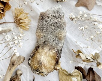 Real Mummified Mountain Lion Tongue, Real Dried Tongue, Natural History, Curiosity, Oddity, Apothecary, Altar Decor, Unique Gift