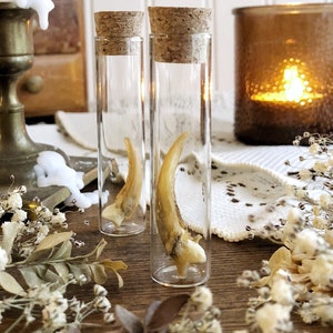 May include: Two glass vials with cork tops, each containing a single, dried, light brown animal claw. The vials are sitting on a wooden surface with dried flowers and a candle in the background.