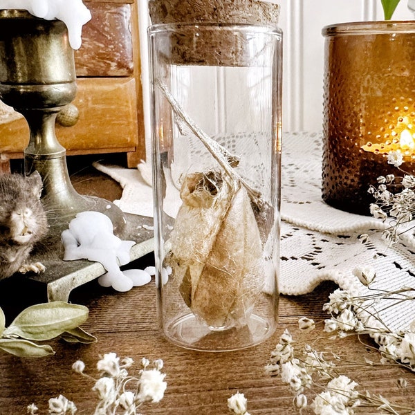 Real Silk Moth Cocoon in Glass Vial – No. 07, Natural History, Curiosity, Oddity, Moth Decor, Entomology, Altar Decor, Unique Gift Idea