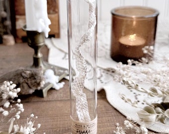 Real Snake Tail Shed in Glass Dome – No. 02, Real Snake Shed, Snake Decor, Natural History, Curiosity, Oddity, Altar Decor, Unique Gift