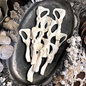 One Real Rat Pelvic Bone – No. 01, Rat Decor, Rat Gift, Natural History, Curiosity, Oddity, Altar Decor, Unique Gift Idea
