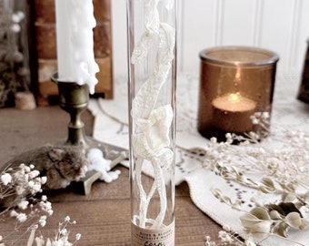 Full Baby Corn Snake Shed in Glass Dome, Real Snake Shed, Snake Decor, Natural History, Curiosity, Oddity, Altar Decor, Unique Gift