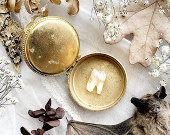 Real Human Tooth in Vintage Trinket Box – No. 08, Human Teeth, Real Tooth, Natural History, Curiosity, Oddity, Altar Decor, Unique Gift Idea