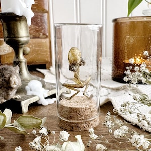 Real Mummified Skeletal Frog in Glass Vial – No. 06, Preserved Frog, Natural History, Curiosity, Oddity, Altar Decor, Unique Gift Idea