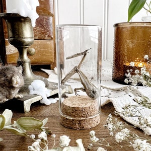 Real Mummified Frog in Glass Vial – No. 03, Preserved Frog, Natural History, Curiosity, Oddity, Apothecary, Altar Decor, Unique Gift Idea