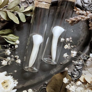 Real Steer Tooth in Glass Vial – No. 01, Real Bull Teeth, Natural History, Curiosity, Oddity, Apothecary, Altar Decor, Unique Gift Idea