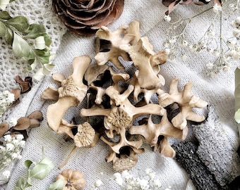 One Large Rustic Beaver Vertebrae Bone, Nature Cleaned Beaver Bones, Natural History, Curiosity, Oddity, Real Bones, Altar Decor, Gift Idea