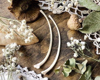 Real Snake Rib Bone Pair, Snake Bones, Natural History, Curiosity, Oddity, Real Bones, Apothecary, Altar Decor, Unique Gift Idea
