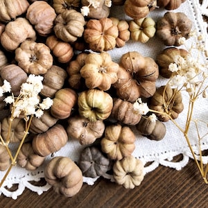12 Hand Selected Putka Pods, Tiny Pumpkins, Dried Pods, Pine Cones, Dried Botanicals, Natural History, Apothecary, Unique Gift