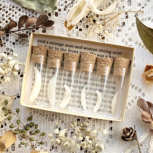 A Study in Teeth Collection – No. 02, Real Teeth Collection, Coyote Tooth, Raccoon Molar, Natural History, Curiosity, Oddity, Unique Gift