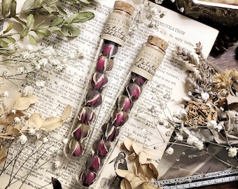 Petite Rosebuds in Glass Vial, Dried Flowers, Natural History, Floral Decor, Curiosity, Oddity, Apothecary, Altar Decor, Unique Gift Idea