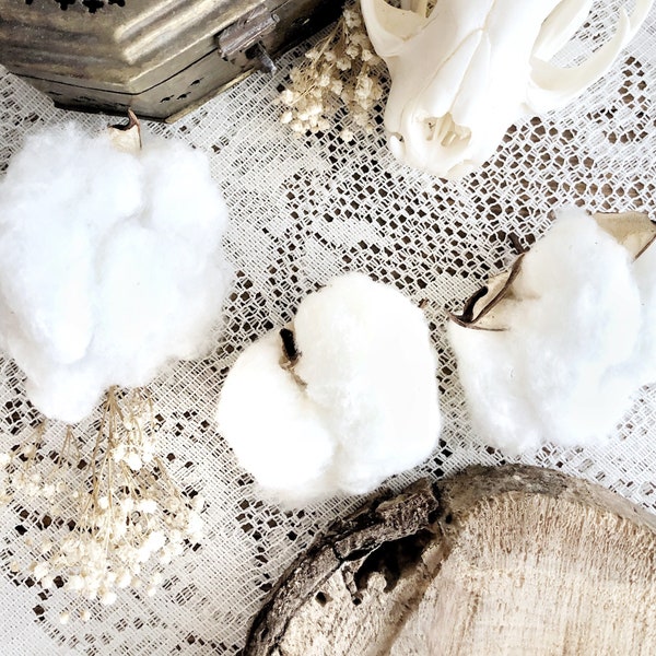 Real Cotton Boll, Natural History, Curiosity, Oddity, Fall Decor, Natural Decor, Natural Cotton, Apothecary, Altar Decor, Unique Gift Idea