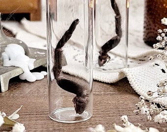 Mascara Birdeater Tarantula Leg in Glass Vial – No. 02, Natural History, Curiosity, Oddity, Entomology, Altar Decor, Unique Gift Idea