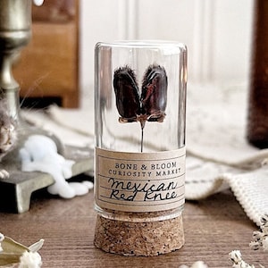 Mexican Red Knee Tarantula Fangs in Glass Vial, Real Tarantula, Natural History, Curiosity, Oddity, Altar Decor, Unique Gift Idea