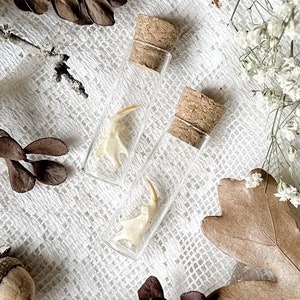 May include: A still-life composition featuring small glass vials with cork stoppers, containing delicate, bone-like objects. The vials are arranged amidst dried leaves, twigs, and white flowers on a textured, off-white surface. The color palette is muted, with earthy tones.