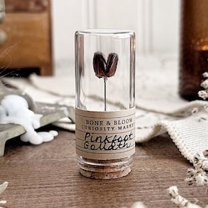 Petite Pinkfoot Goliath Tarantula Fangs in Glass Vial, Real Tarantula, Natural History, Curiosity, Oddity, Altar Decor, Unique Gift Idea