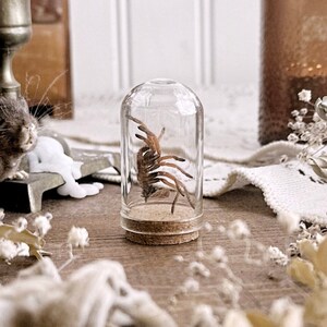 Petite Mexican Fireleg Tarantula Molt in Glass Dome, Natural History, Curiosity, Oddity, Entomology, Altar Decor, Unique Gift Idea
