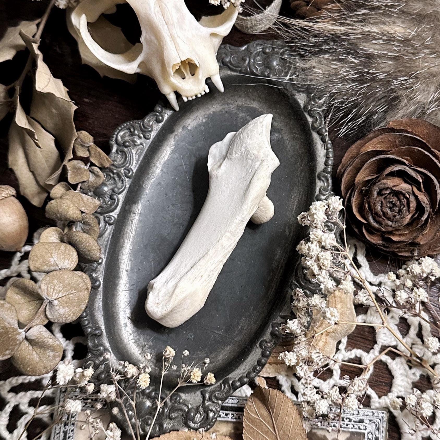 thumbnail image 2 of Cured Whitetail Deer Hooves – Pair, Taxidermy Feet With Mounting Hardware, Made In USA 2 of 3