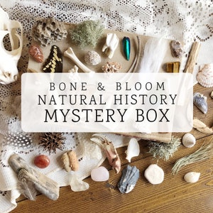 30 Item Natural History Mystery Box, Curiosity Box, Oddity Collection, Science Box, Homeschool Box, Bones, Teeth, Insects, Unique Gift Idea image 1