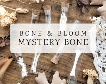 Mystery Bone Specimen in Glass Vial, Real Bones, Natural History, Curiosity, Oddity, Science, Homeschool, Apothecary, Unique Gift Idea