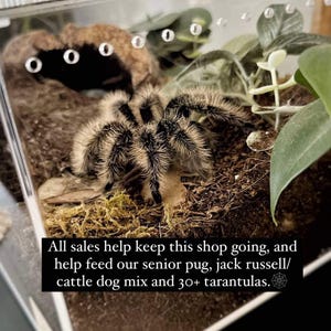 May include: A close-up of a tarantula in a clear terrarium. The spider is black and tan with a fuzzy appearance. The terrarium contains moss, leaves, and a small cave. Text reads: "All sales help keep this shop going..."
