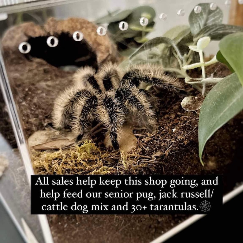 May include: A close-up of a tarantula in a clear terrarium. The spider is black and tan with a fuzzy appearance. The terrarium contains moss, leaves, and a small cave. Text reads: "All sales help keep this shop going..."