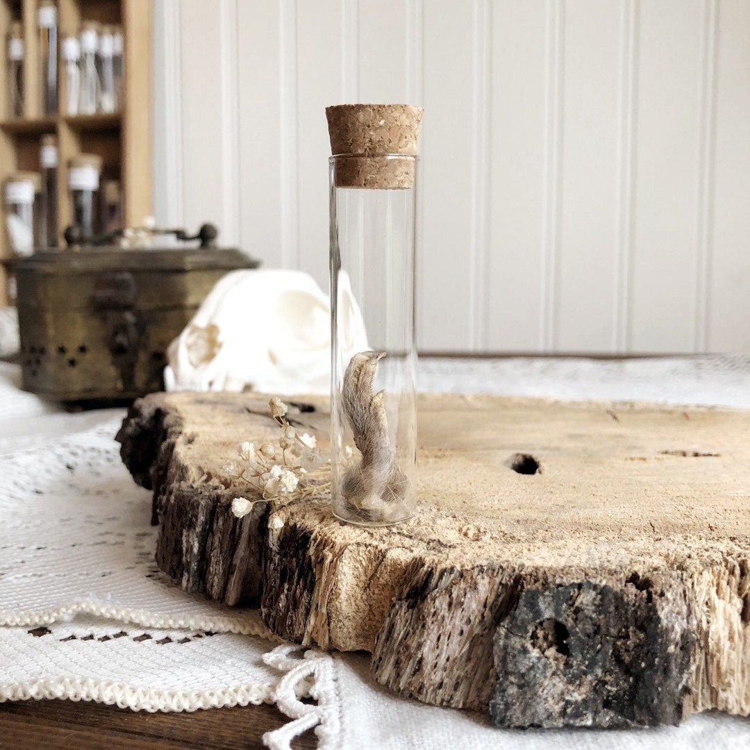 Real Pocket Gopher Foot in Glass Vial Preserved Foot Real Etsy
