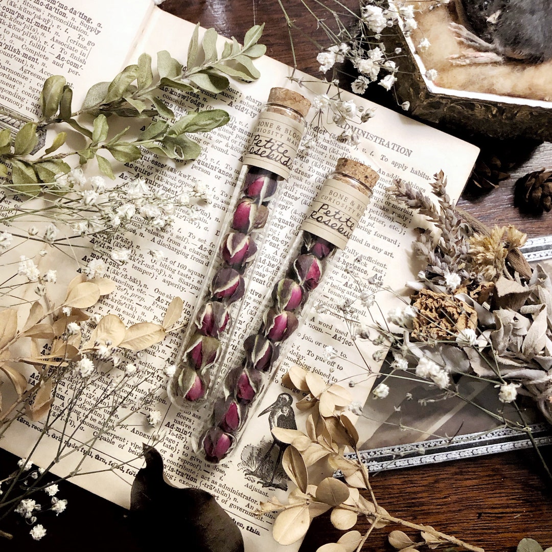 Petite Rosebuds in Glass Vial, Dried Flowers, Natural History, Floral Decor, Curiosity, Oddity