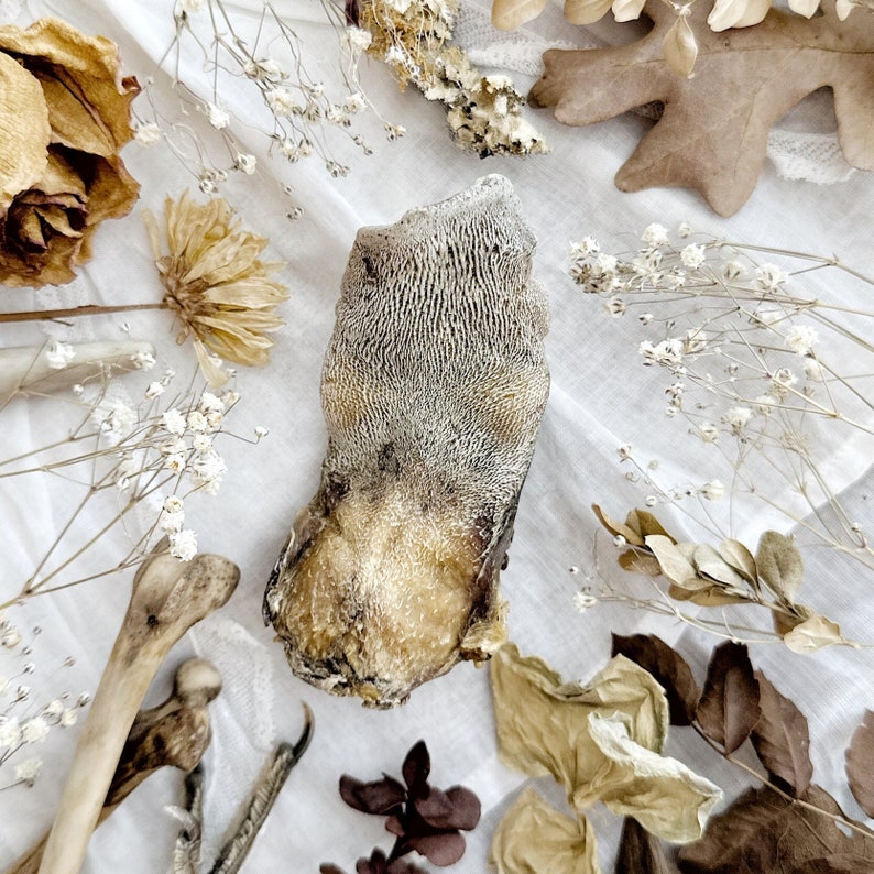 Real Mummified Mountain Lion Tongue, Real Dried Tongue, Natural History, Curiosity, Oddity, Apothecary, Altar Decor, Unique Gift image 1