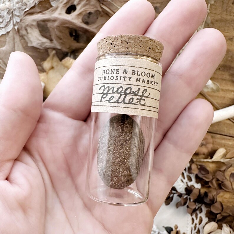 May include: A small glass vial with a cork stopper, containing a brown moose pellet. The vial has a paper label that reads "BONE & BLOOM CURIOSITY MARKET" and "moose pellet" in handwritten script. The vial is held in a person's hand.