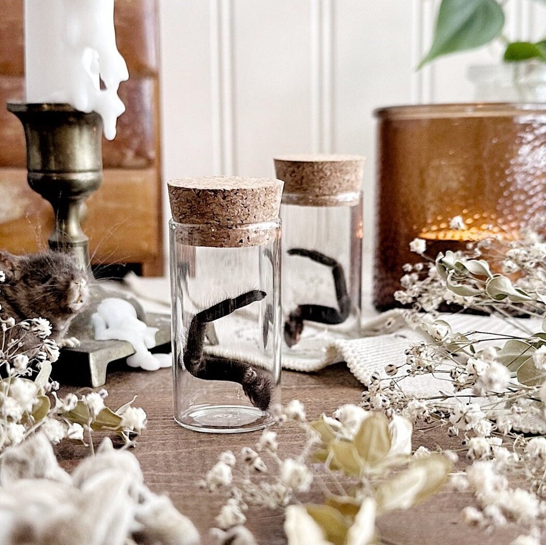 Mascara Birdeater Tarantula Leg in Glass Vial No. 03, Natural History