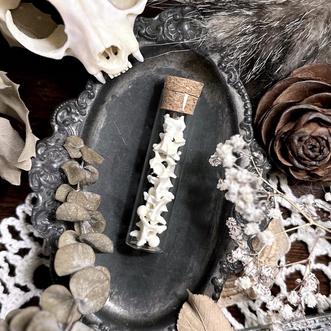 Real Ball Python Vertebrae Bones in Glass Vial – No. 01, Snake Bones ...