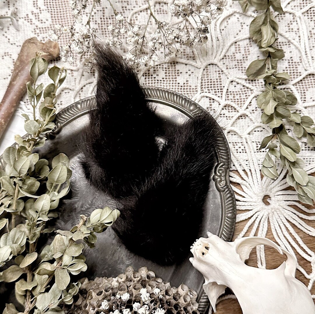 Black Rabbit Tail – No. 03, Rabbit Taxidermy, Rabbit Decor, Curiosity ...