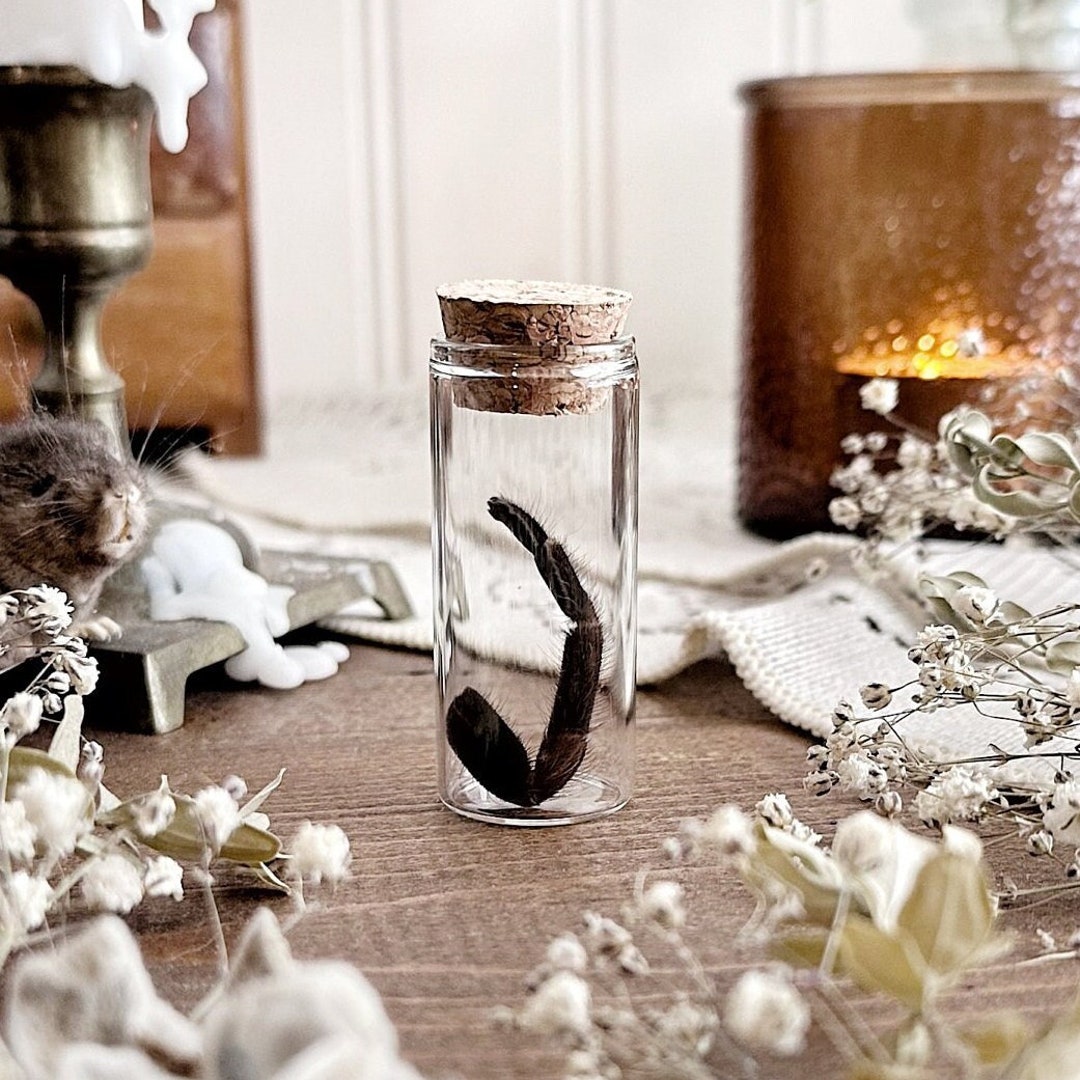 Mascara Birdeater Tarantula Leg in Glass Vial No. 04, Natural History