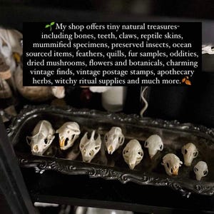 May include: A collection of small animal skulls displayed on a decorative black tray. The image includes text that reads: "My shop offers tiny natural treasures- including bones, teeth, claws, reptile skins..." The skulls are off-white.