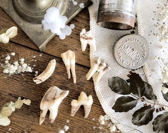 Real Rustic Tooth Collection in Vintage Snuff Tin, Real Teeth, Natural History, Curiosity, Oddity, Altar Decor