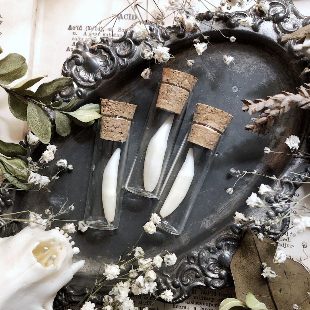 Raccoon Canine Tooth in Glass Vial Real Raccoon Teeth - Etsy