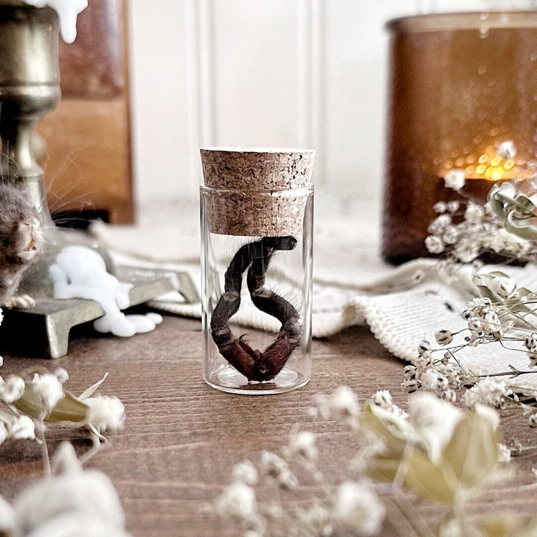 Mascara Birdeater Tarantula Pedipalps in Glass Vial No. 05, Natural