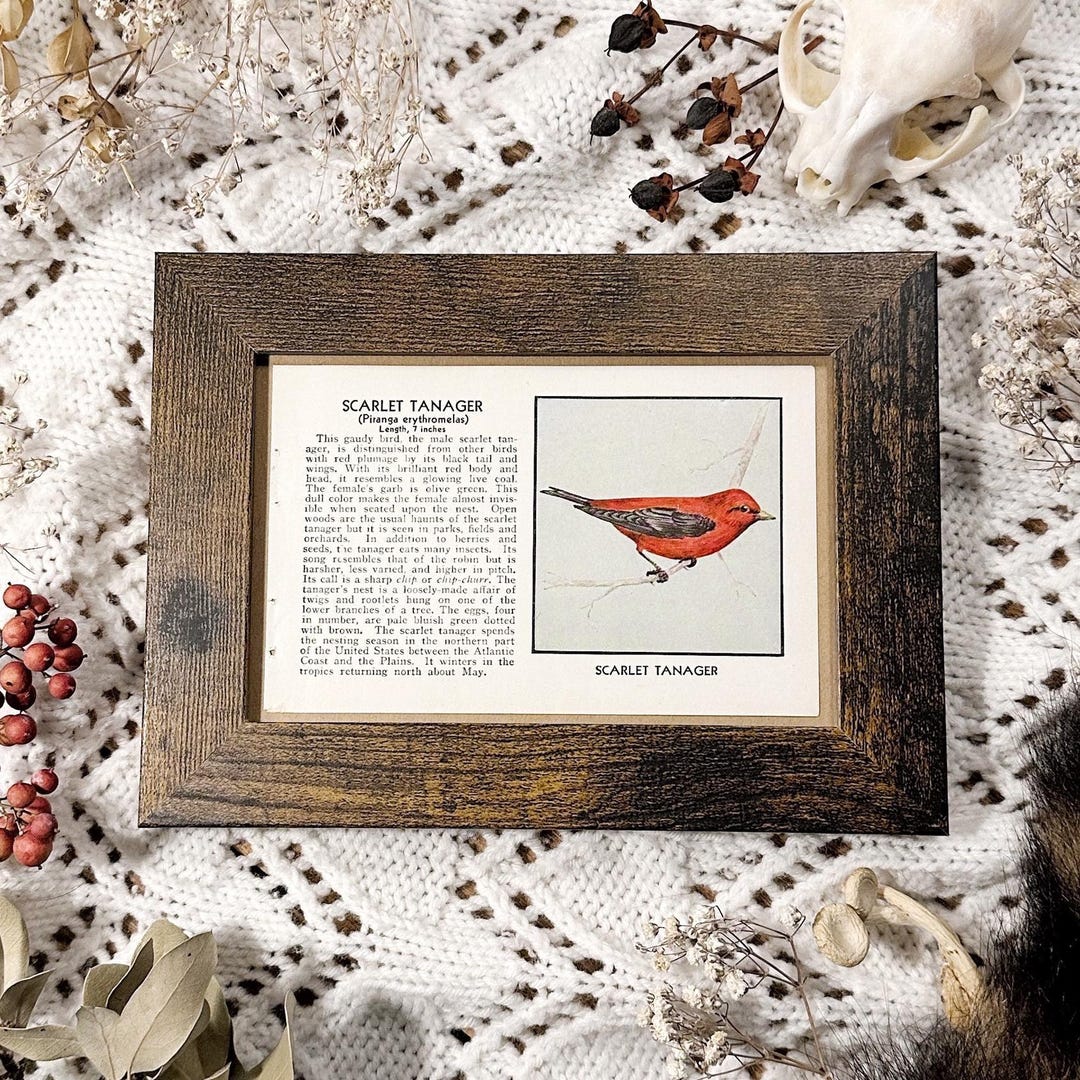 1931 the Scarlet Tanager – 4x6 Framed Vintage 1930's Bird Book Page ...