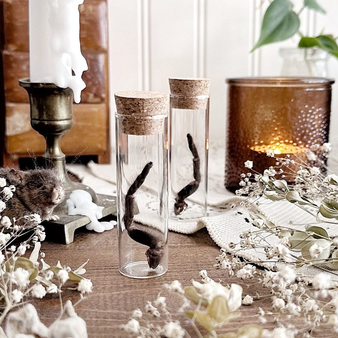 Mascara Birdeater Tarantula Leg in Glass Vial No. 02, Natural History