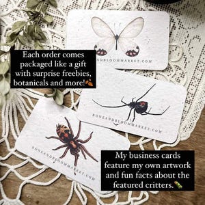 May include: Business cards with insect and butterfly illustrations. The cards feature the website address BONEANDBLOOMMARKET.COM and NDBLOOMMARKET.COM. Text on the cards says, "Each order comes packaged like a gift with surprise freebies, botanicals and more!" and "My business cards feature my own artwork and fun facts about the featured critters."