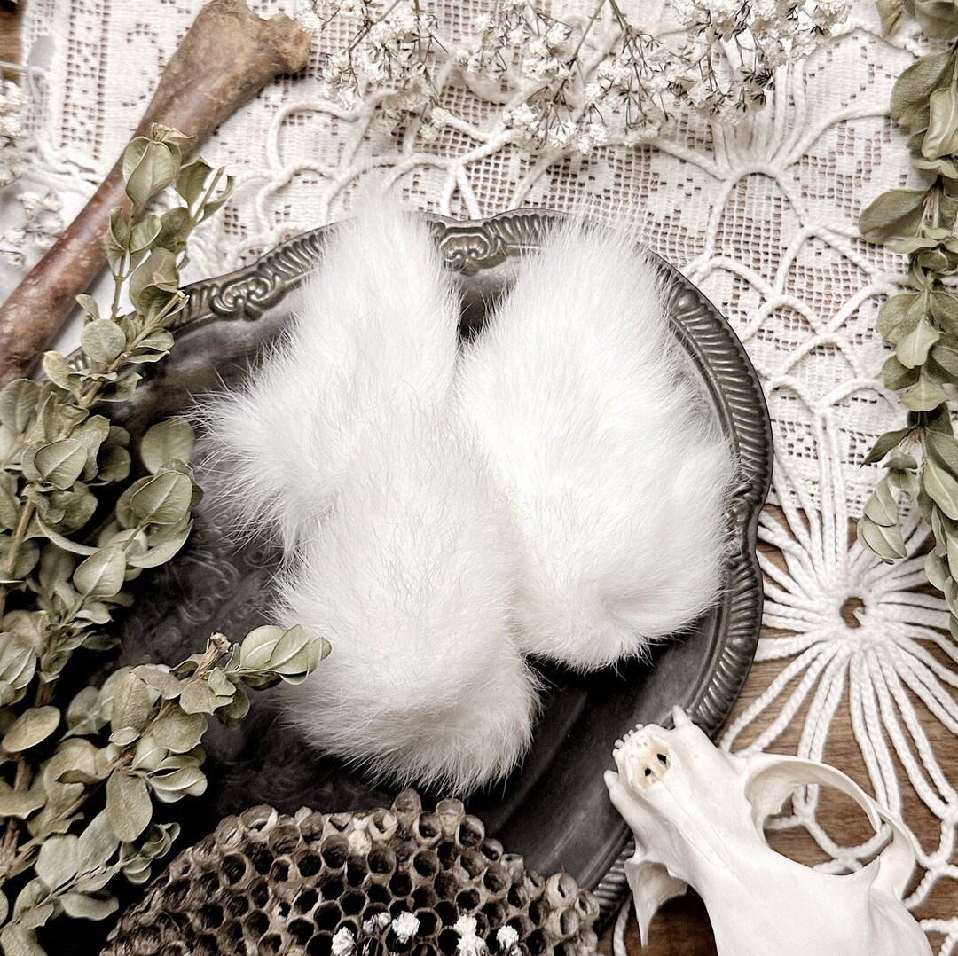 White Rabbit Tail – No. 02, Rabbit Taxidermy, Rabbit Decor, Curiosity ...