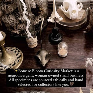 May include: A collection of curiosities displayed on a wooden surface. Items include a mouse-shaped object, a small glass dome, a bone specimen in a glass tube, and a cat skull. The text on the image reads "Bone & Bloom Curiosity Market".