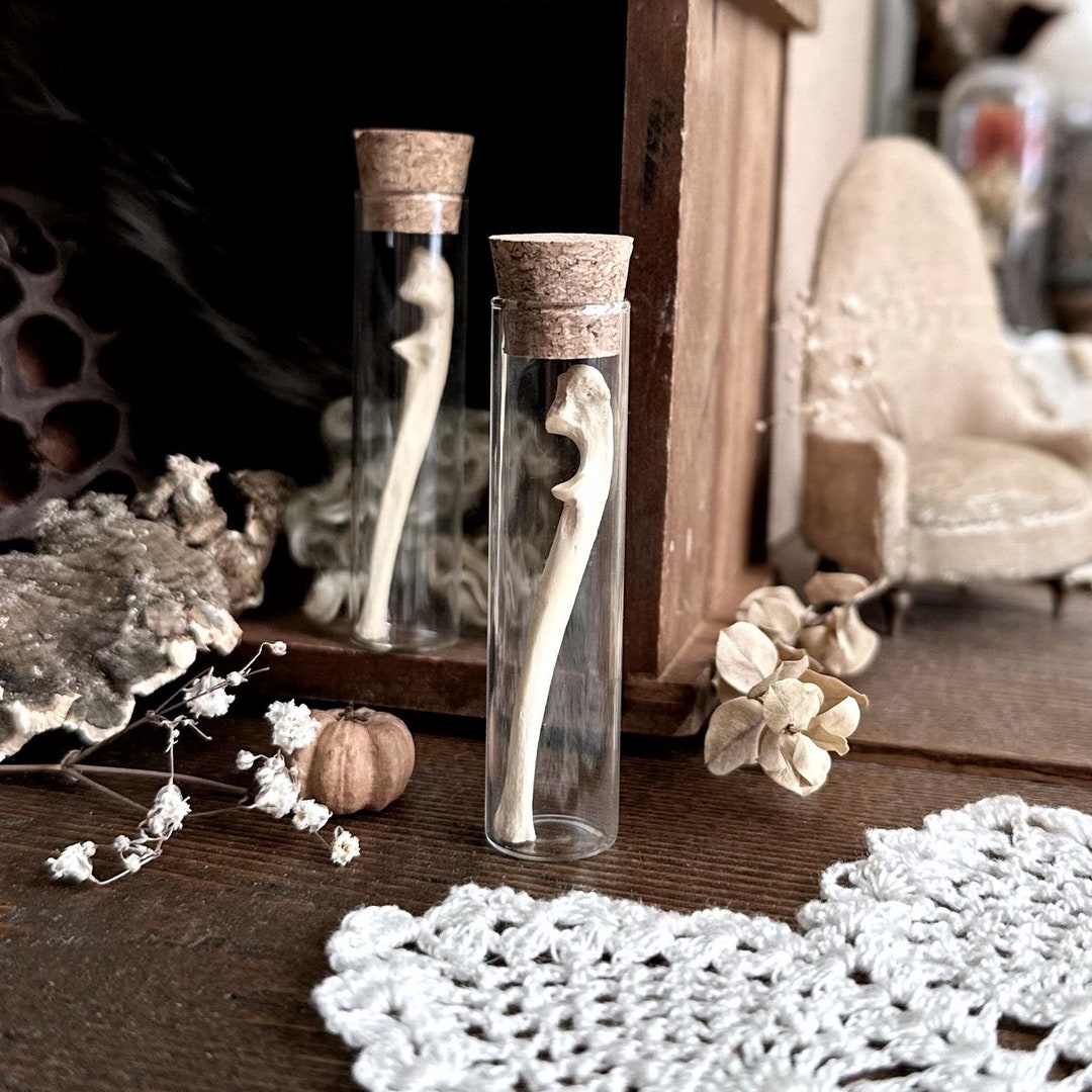 Real Skunk Ulna Bone in Glass Vial, Skunk Decor, Skunk Gift, Real Bones ...