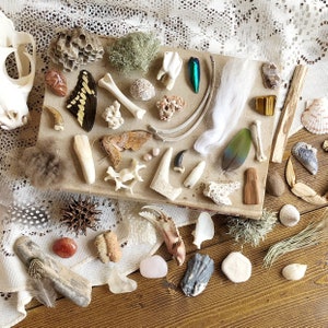 5 Item Natural History Mystery Box, Curiosity Box, Oddity Collection, Science Box, Homeschool Box, Bones, Teeth, Insects, Unique Gift Idea image 2