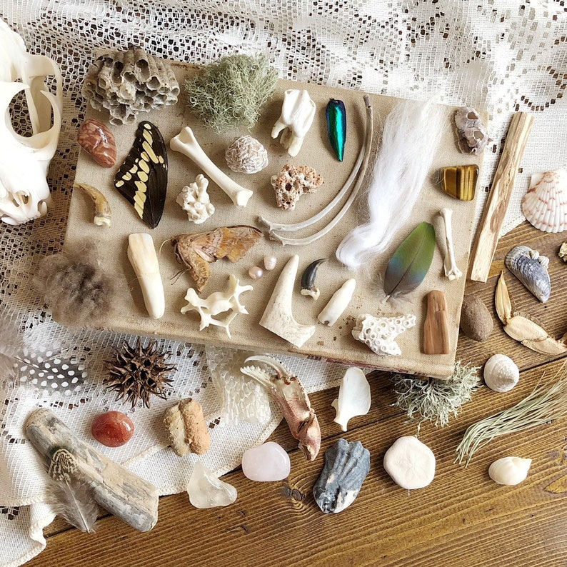 30 Item Natural History Mystery Box, Curiosity Box, Oddity Collection, Science Box, Homeschool Box, Bones, Teeth, Insects, Unique Gift Idea image 2